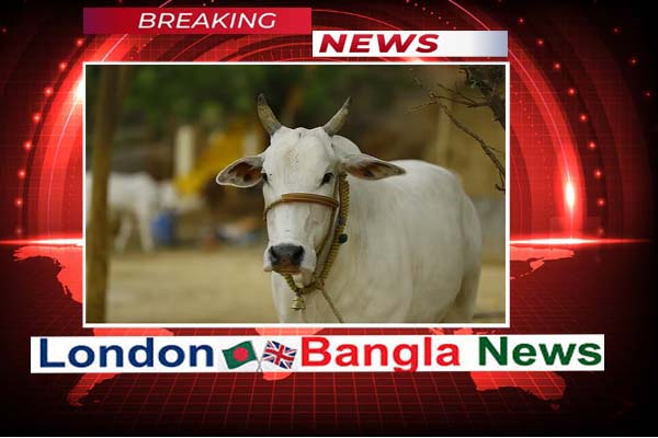 যেভাবে বুঝবেন গরু কৃত্রিমভাবে মোটাতাজা  ও অসুস্থ কি না