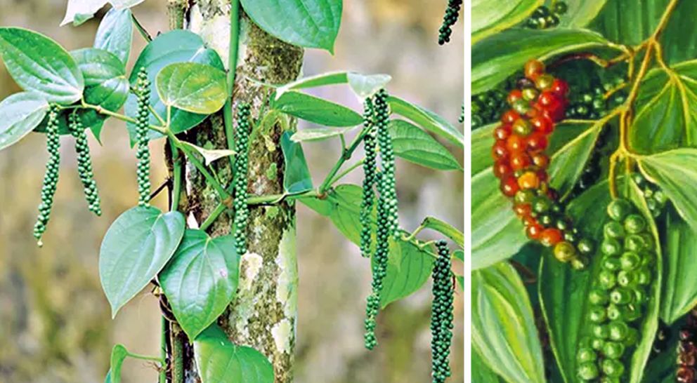 সিলেটে উৎপাদন হচ্ছে বিশ্বের সবচেয়ে দামি ‘মরিচ’