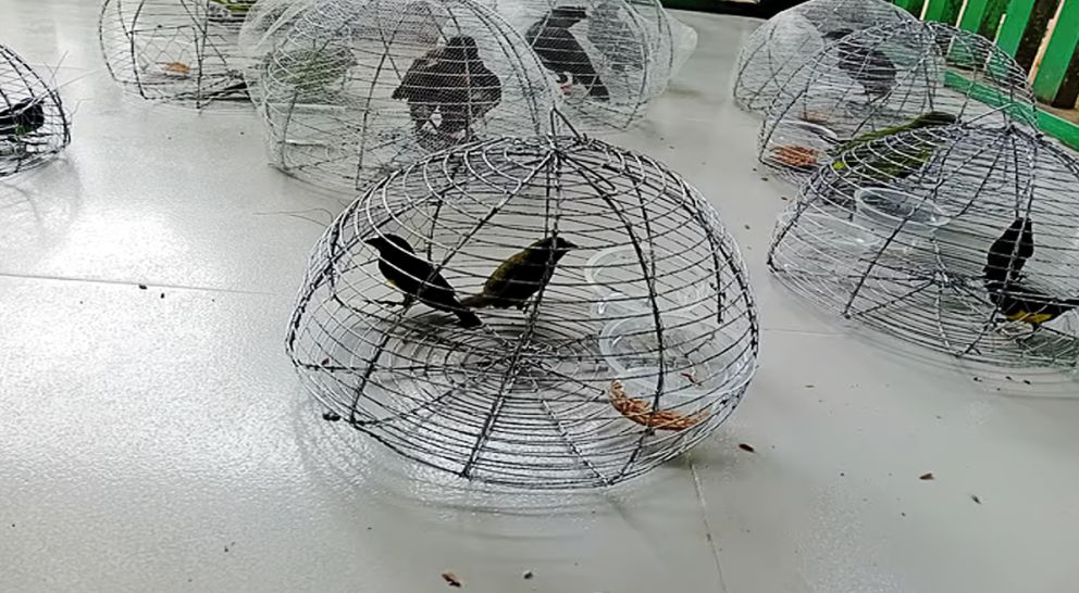 আঠা-জাল দিয়ে পাখি শিকার, বিক্রির সময় উদ্ধার
