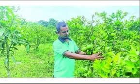 মোরেলগঞ্জে শিক্ষক বাশার এখন সফল মাল্টা চাষী, বছরে আয় দেড় লাখ টাকা