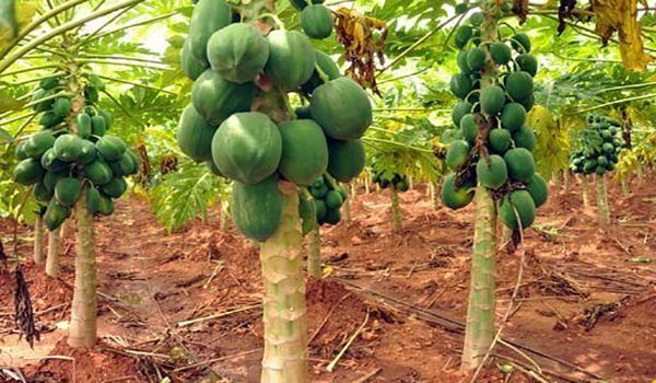 বাগেরহাটে পেঁপে চাষে কৃষকের ভাগ্য বদল
