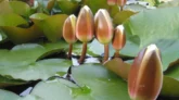 ইসির প্রতীক তালিকায় ‍যুক্ত হলো ‘শাপলা কলি’
