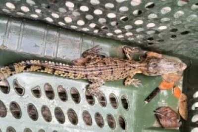 সুন্দরবনের উপকূলে ধরা পড়া কুমিরের বাচ্চা সুন্দরবনে অবমুক্ত