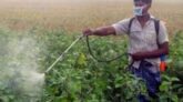 সুন্দরবনের উপকূলে কীটনাশক ও রাসায়নিক সারের মাত্রাতিরিক্ত নির্ভরশীলতায় হুমকিতে জনস্বাস্থ্য