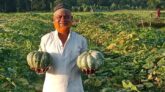 মোরেলগঞ্জে লবণাক্ত জমিতেমিষ্টি কুমড়া চাষ করে কোটিপতি জলিল তালুকদার