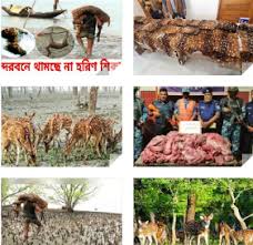 সুন্দরবনে থামছে না হরিণ শিকার, পাচারে নিরাপদ রুট কচিখালি মায়াবী হরিণ কে রক্ষা করবে ১৮ কোটি মানুষ জেগে উঠুন