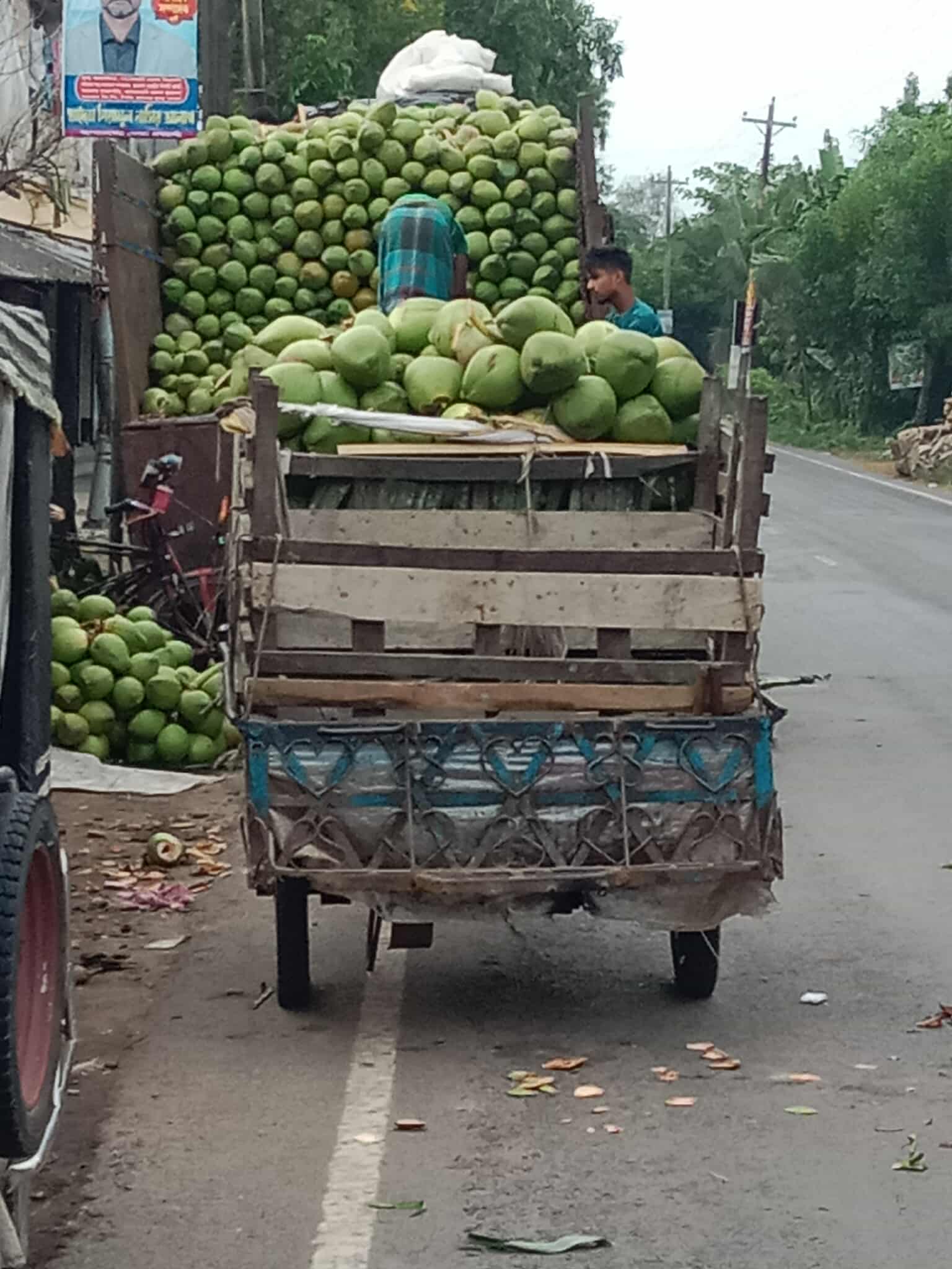 সুন্দরবনের উপকূলে বাগেরহাটের উঠানের ডাব তীব্র গরমে ঢাকার তৃষ্ণা মেটাচ্ছে