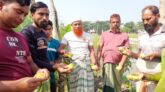 বাগেরহাটে টমেটো অপরিপক্ক ক্ষতিকর রাসায়নিক দিয়ে পাকানো হচ্ছে