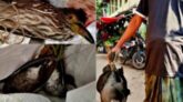 বাগেরহাটে বিভিন্ন হাট-বাজারে বিক্রি হচ্ছে অতিথি পাখি