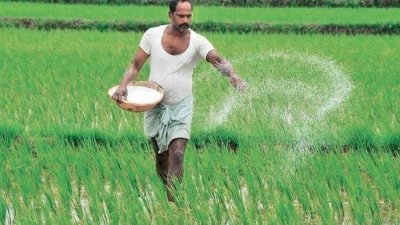 ভরা আমন রবি শস্যের মৌসুমে মোরেলগঞ্জে সার সংকট, অতিরিক্ত দামে কিনতে বাধ্য কৃষকরা