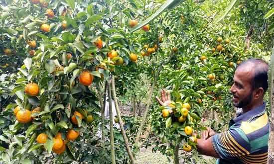 সুন্দরবনের উপকূলে মোরেলগঞ্জে লবণাক্ত জমিতে বেকার নাসির এখন সফল কমলা চাষী