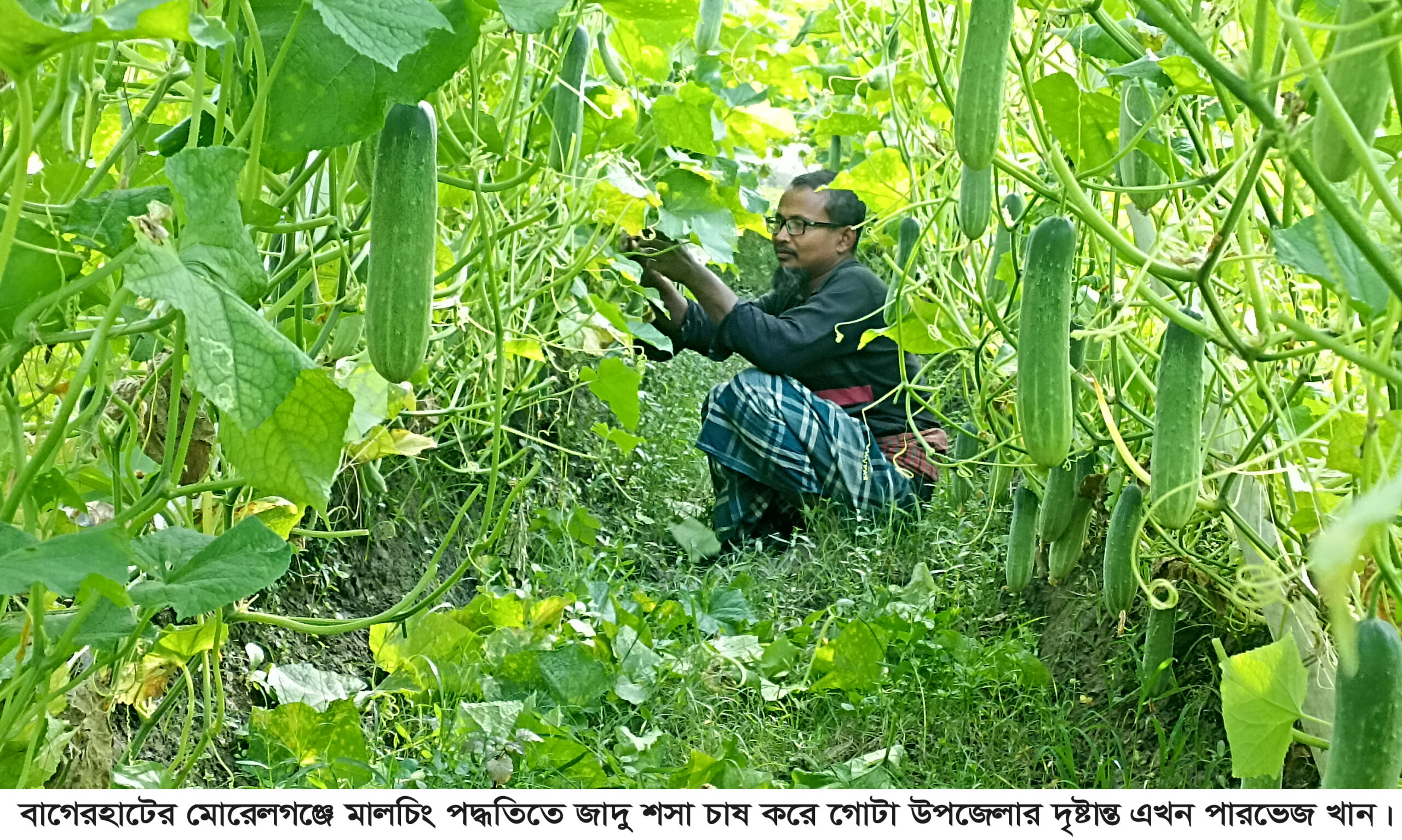 মোরেলগঞ্জে ১৫ শতক জমিতে কৃষি চমক জাদু শসায় লাখপতি পারভেজ নতুন দৃষ্টান্ত