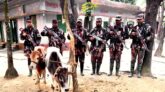 মধ্যনগর সীমান্তে ২টি ভারতীয় চোরাই গরু জব্দ