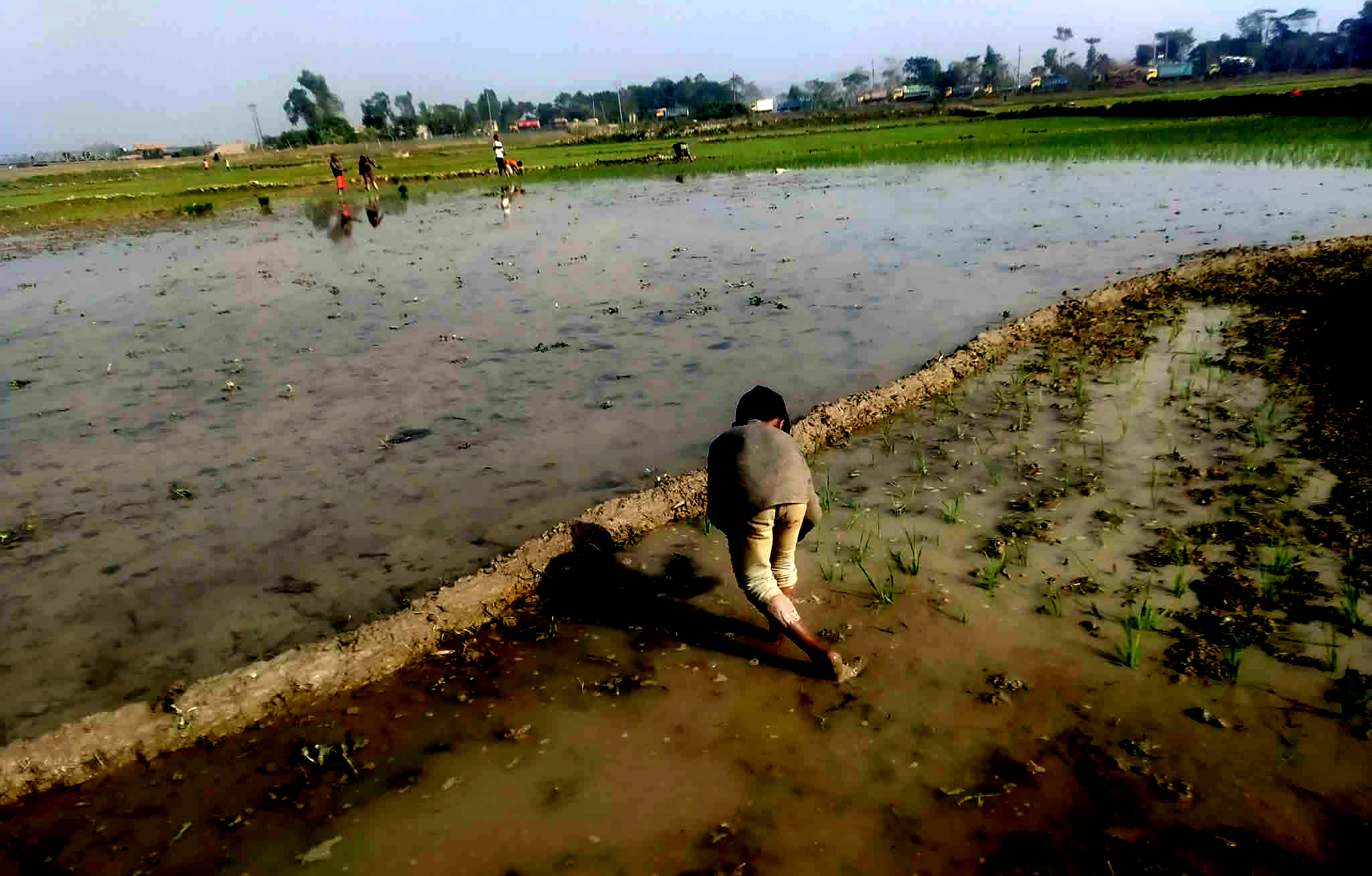 জগন্নাথপুরে হাওরজুড়ে বোরো আবাদের ধুম, প্রচন্ড শীতকে হারিয়ে দিয়েছেন হার না মানা কৃষকেরা