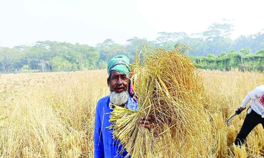 মোরেলগঞ্জে আমন ধানের বাম্পার ফলনে কৃষক পরিবারে আনন্দের জোয়ার