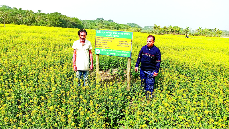 মোরেলগঞ্জে পতিত জমিতে ৩০ বিঘার মাঠ জুড়ে সরিষার হলুদে রঙিন স্বপ্ন