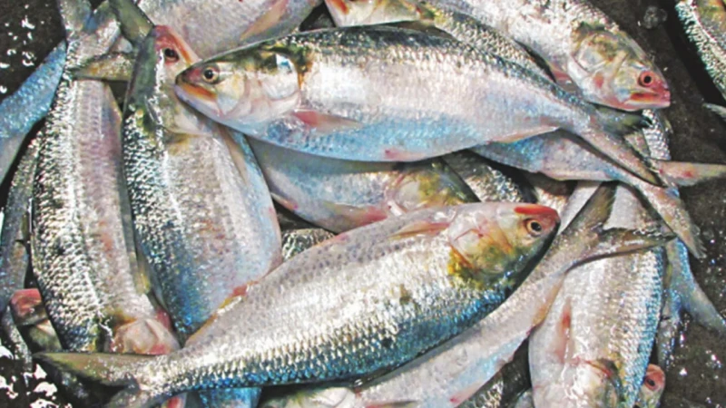 কাউকে ইলিশ চাষের অনুমতি দেয়নি সরকার