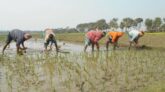 সিলেট জুড়ে কৃষকরা ব্যস্ত সময় কাটাচ্ছেন বোরো ধান চাষে