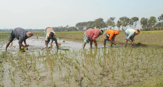 সিলেট জুড়ে কৃষকরা ব্যস্ত সময় কাটাচ্ছেন বোরো ধান চাষে