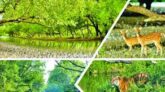 বিশ্ব ঐতিহ্য সুন্দরবন আজ এক গভীর সংকটের মুখোমুখি