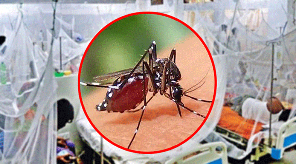 সিটি করপোরেশনের মশা মারতে পুরস্কার ঘোষণা