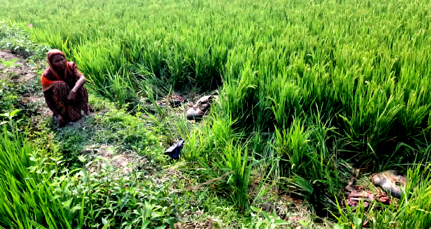 জগন্নাথপুরে এক দরিদ্র কৃষাণীর গোয়ালঘর থেকে ২টি গরু চুরি