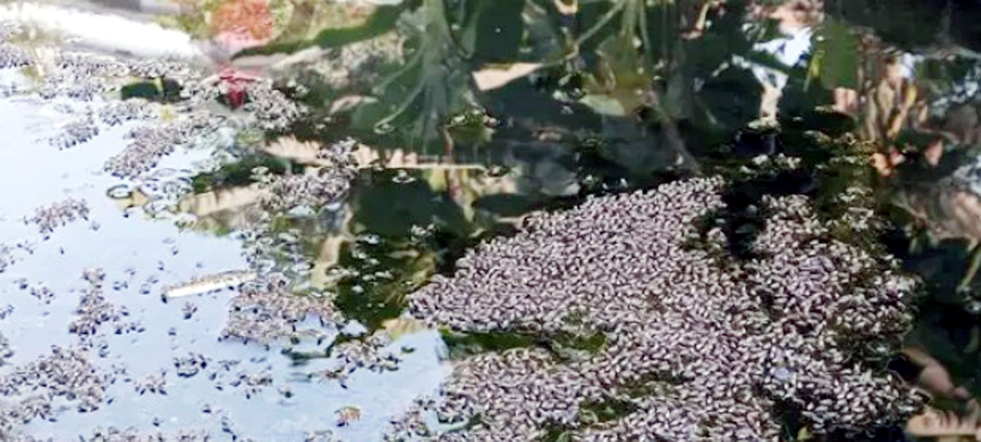 সিলেট নগরীতে হঠাৎ করে বেড়েছে মশার উপদ্রব, সিসিকের নেই কোন ভূমিকা