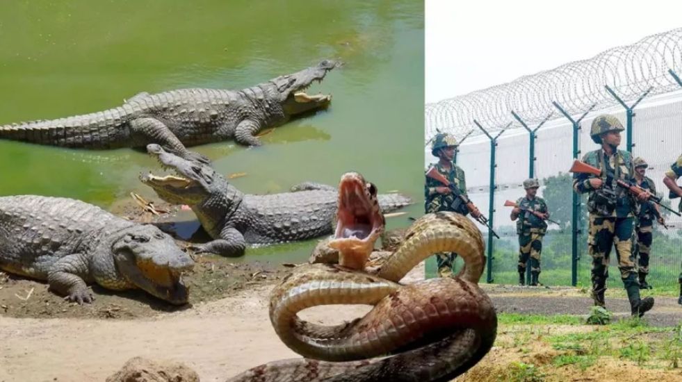 বাংলাদেশ সীমান্তের নদীতে কুমির ও সাপ ছাড়তে চায় ভারত