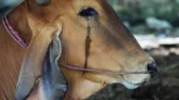 পশু কাঁদলে কোরবানি কবুল হয় না- কুসংস্কার নাকি বাস্তবতা