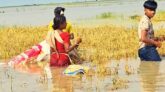 ধর্মপাশায় পাকা ধান তলিয়ে যাওয়ায় কৃষকের স্বপ্ন ভেঙ্গে চুরমার কৃষক দিশেহারা