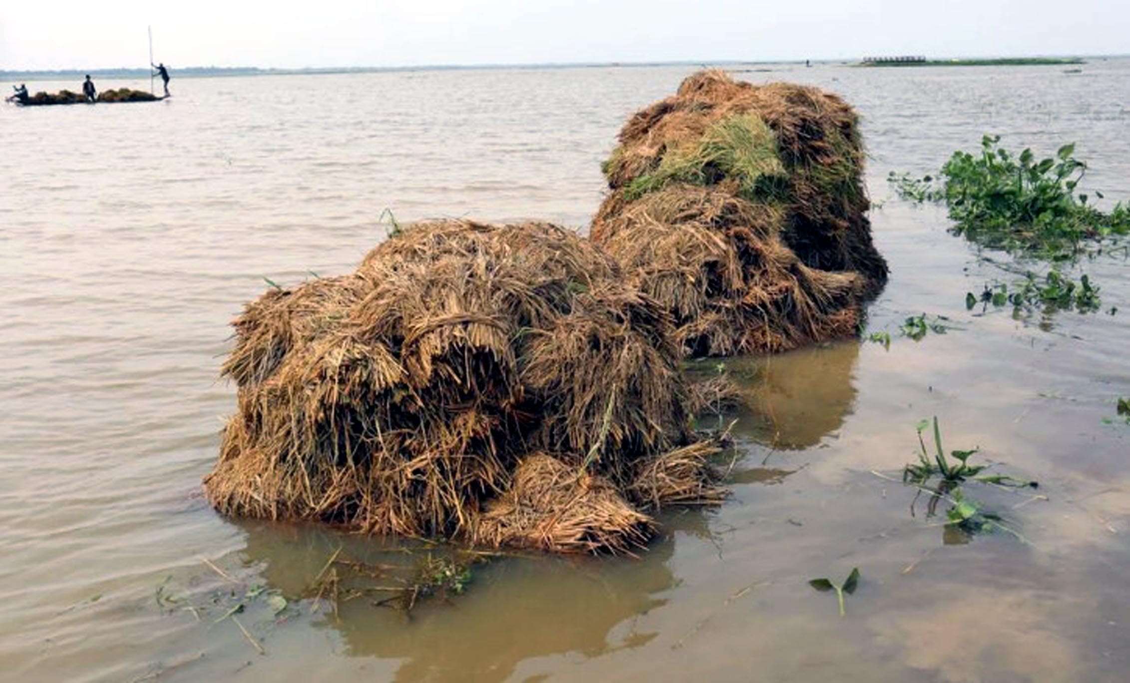 সিলেট জুড়ে হাওরপাড়ের কৃষকের মাঝে এখন হাহাকার ও দীর্ঘশ্বাস
