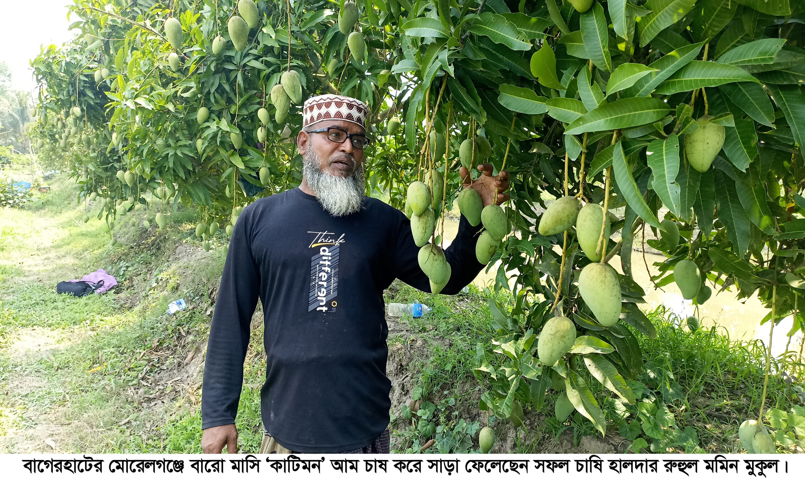 বারোমাসি কাটিমন আম চাষে বাজিমাত মোরেলগঞ্জের কৃষক মুকুলের