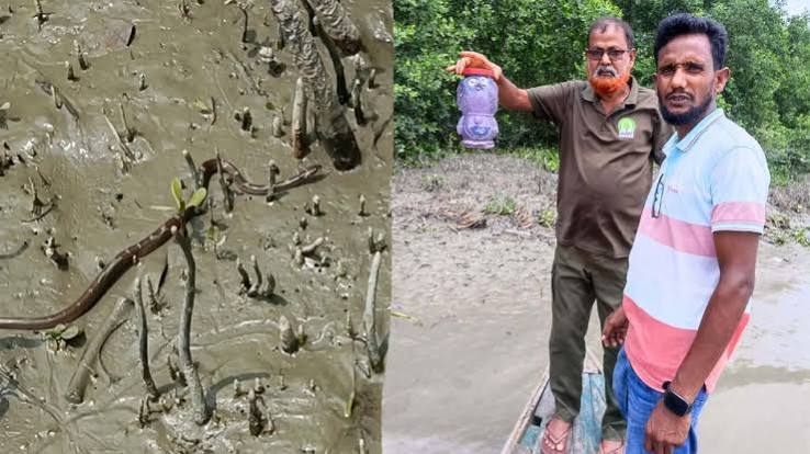 ইউএনওর সরকারি বাসভবন থেকে উদ্ধার ‘ঘরগিন্নি’ সাপ