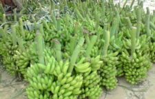 মোরেলগঞ্জের কলা এখন দেশের বাজারে ‘ব্র্যান্ড’