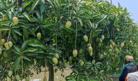 সুন্দরবনের উপকূলে বারোমাসি কাটিমন আমের বিপ্লব