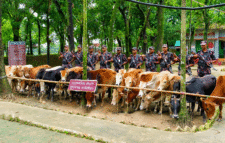 মধ্যনগর সীমান্তে বিজিবির অভিযান, ২৮ ভারতীয় গরু ও নৌকা জব্দ