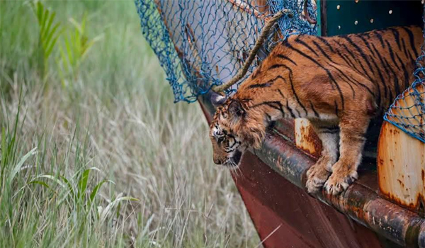 হরিণ শিকারিদের পাতা ফাঁদে আটকা পড়ে গুরুতর আহত হওয়া একটি বাঘিনী