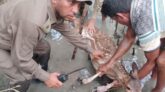 সুন্দরবনে সিটকা ফাঁদে আটকা মায়াবী হরিণ উদ্ধার একই এলাকা থেকে ১২টি অবৈধ ফাঁদ উদ্ধার
