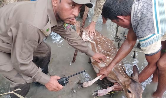 সুন্দরবনে সিটকা ফাঁদে আটকা মায়াবী হরিণ উদ্ধার একই এলাকা থেকে ১২টি অবৈধ ফাঁদ উদ্ধার