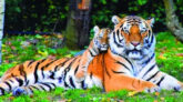 সুন্দরবনের বাঘ এখন নতুন হুমকিতে দুই দশকে ৯১ বাঘের মৃত্যু