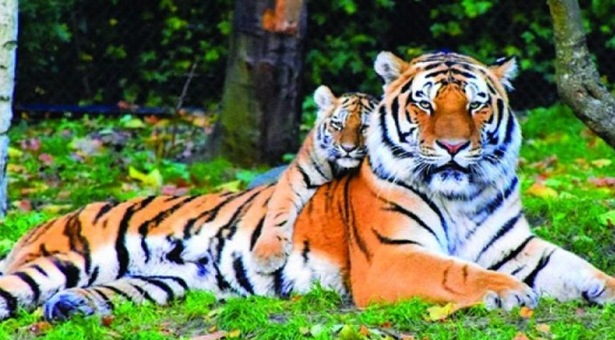সুন্দরবনের বাঘ এখন নতুন হুমকিতে দুই দশকে ৯১ বাঘের মৃত্যু
