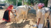 ভারতে সরকারিভাবে গোমূত্র সংগ্রহ শুরু, লিটার ২৬ টাকা করার পরিকল্পনা