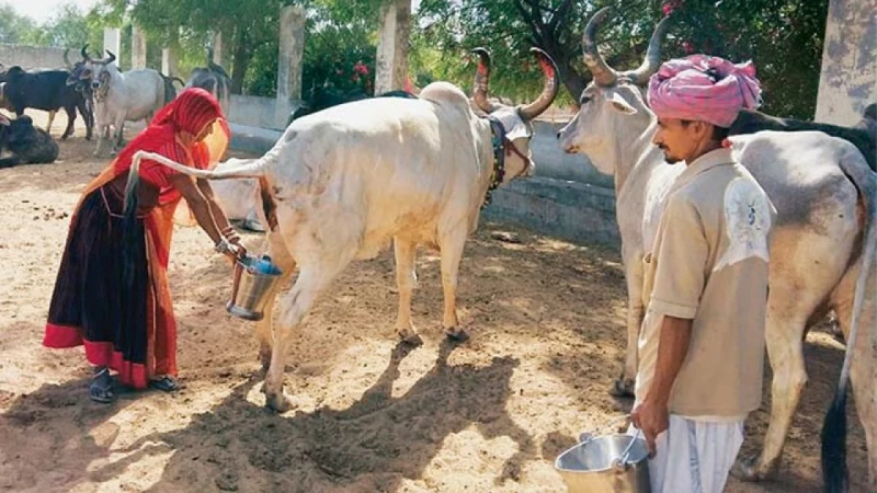 ভারতে সরকারিভাবে গোমূত্র সংগ্রহ শুরু, লিটার ২৬ টাকা করার পরিকল্পনা