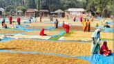 ধর্মপাশায় কালো রংগের ধান নিয়ে বিপাকে বিক্রি করতে পারছেনা কৃষক