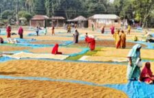 ধর্মপাশায় কালো রংগের ধান নিয়ে বিপাকে বিক্রি করতে পারছেনা কৃষক