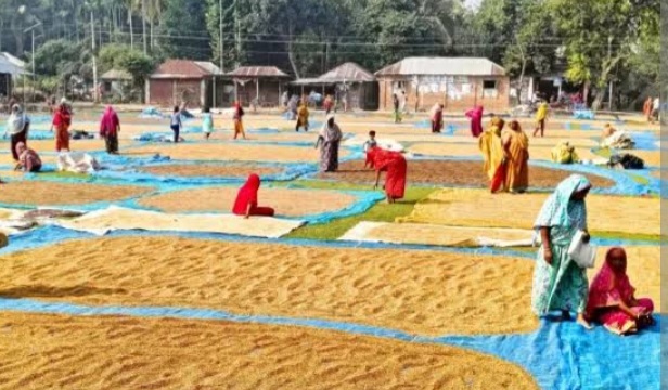 ধর্মপাশায় কালো রংগের ধান নিয়ে বিপাকে বিক্রি করতে পারছেনা কৃষক