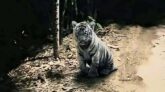 বালাগঞ্জের পূর্বগৌরীপুরে বাঘ আতঙ্ক রাতে চলাচলে সতর্ক থাকার পরামর্শ