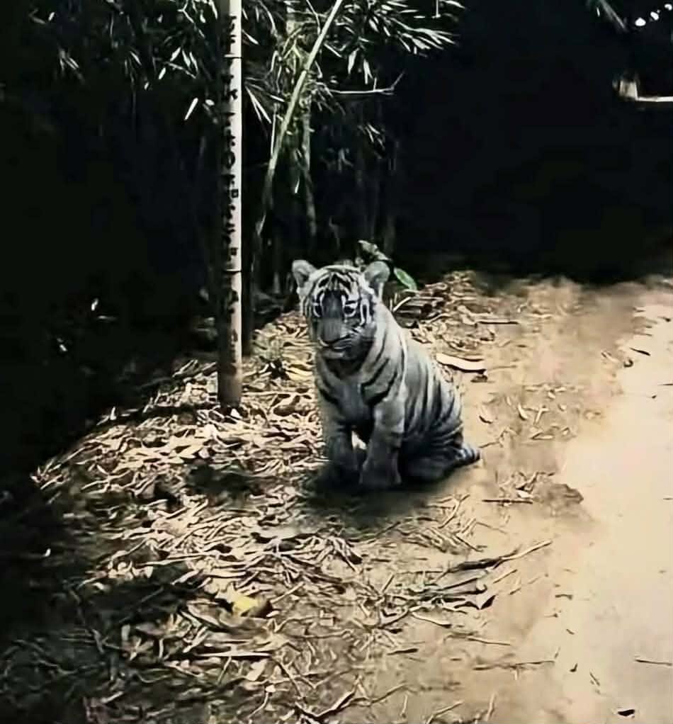 বালাগঞ্জের পূর্বগৌরীপুরে বাঘ আতঙ্ক রাতে চলাচলে সতর্ক থাকার পরামর্শ