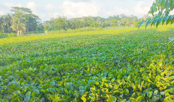 বলেশ্বর নদী এখন মুমূর্ষু—কচুরিপানার স্তূপে থমকে গেছে কৃষি ও নৌযান চলাচল