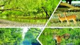 উপকূলের প্রাকৃতিক ঢাল, লাখো মানুষের জীবন-জীবিকার অবলম্বন; জীববৈচিত্র্য রক্ষায় এখনই কঠোর পদক্ষেপের দাবি